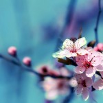 Flowers Wallpapers