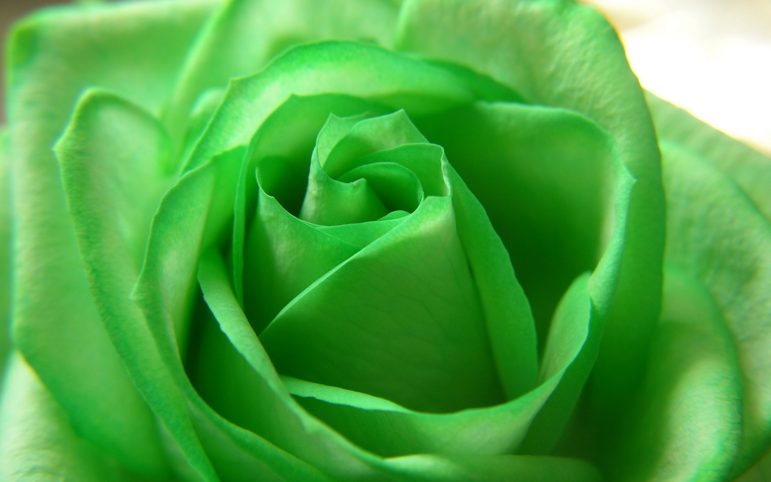 Green Flowers Wallpapers - Movie HD Wallpapers