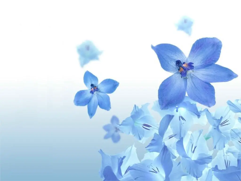 Blue Flowers Wallpapers | Movie HD Wallpapers
