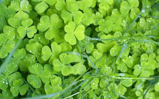 Green Flowers Wallpapers