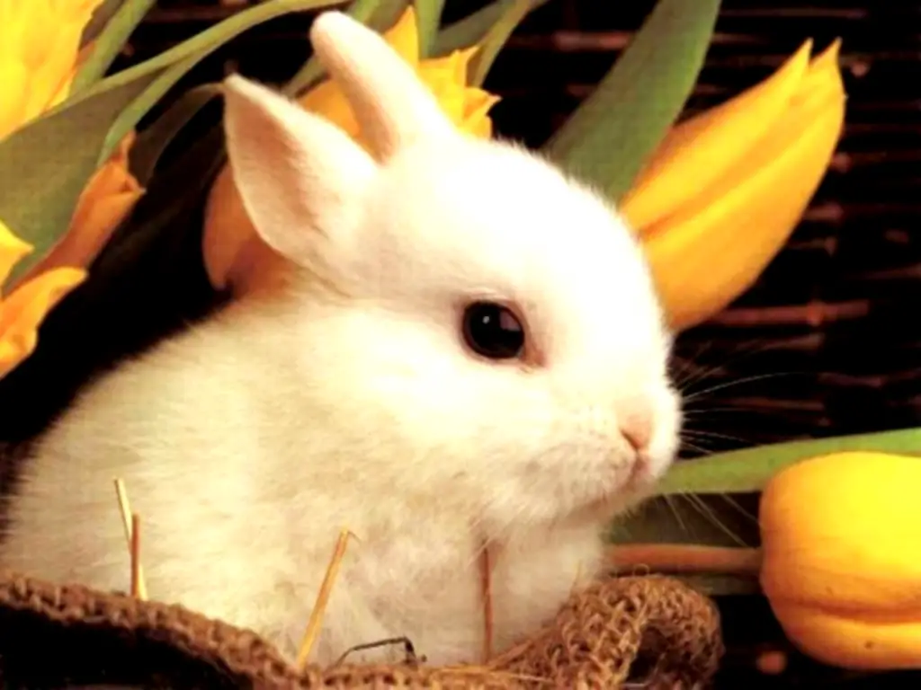 Cute_Little_Rabbit_HD_Wallpaper_www