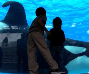 Blackfish (2013) Movie