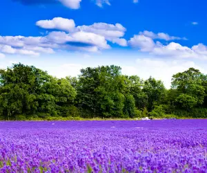 Lavender Flowers Wallpapers