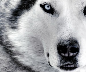 Husky HD Wallpapers