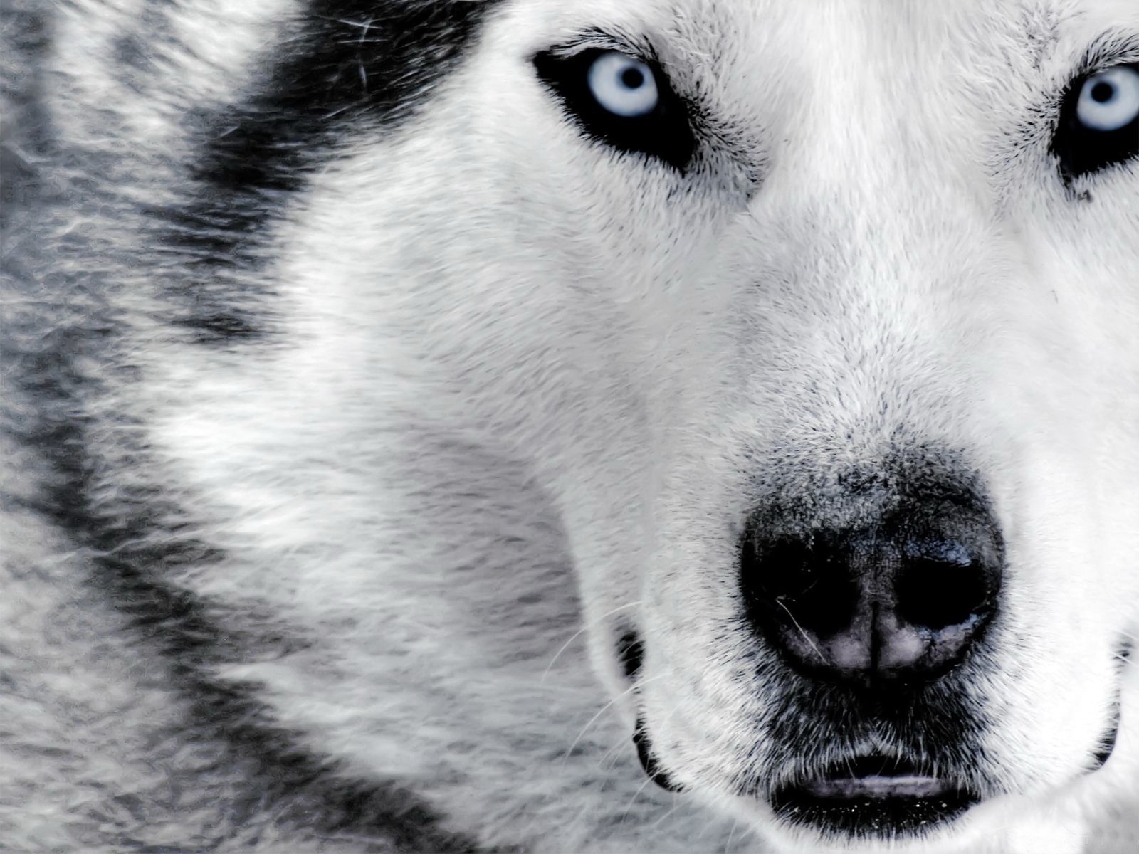 Husky HD Wallpapers