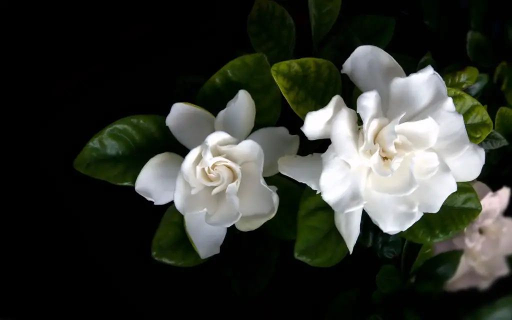 White Flowers Wallpapers