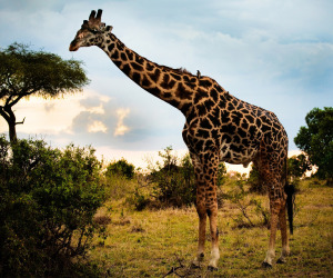 Giraffe HD Wallpapers