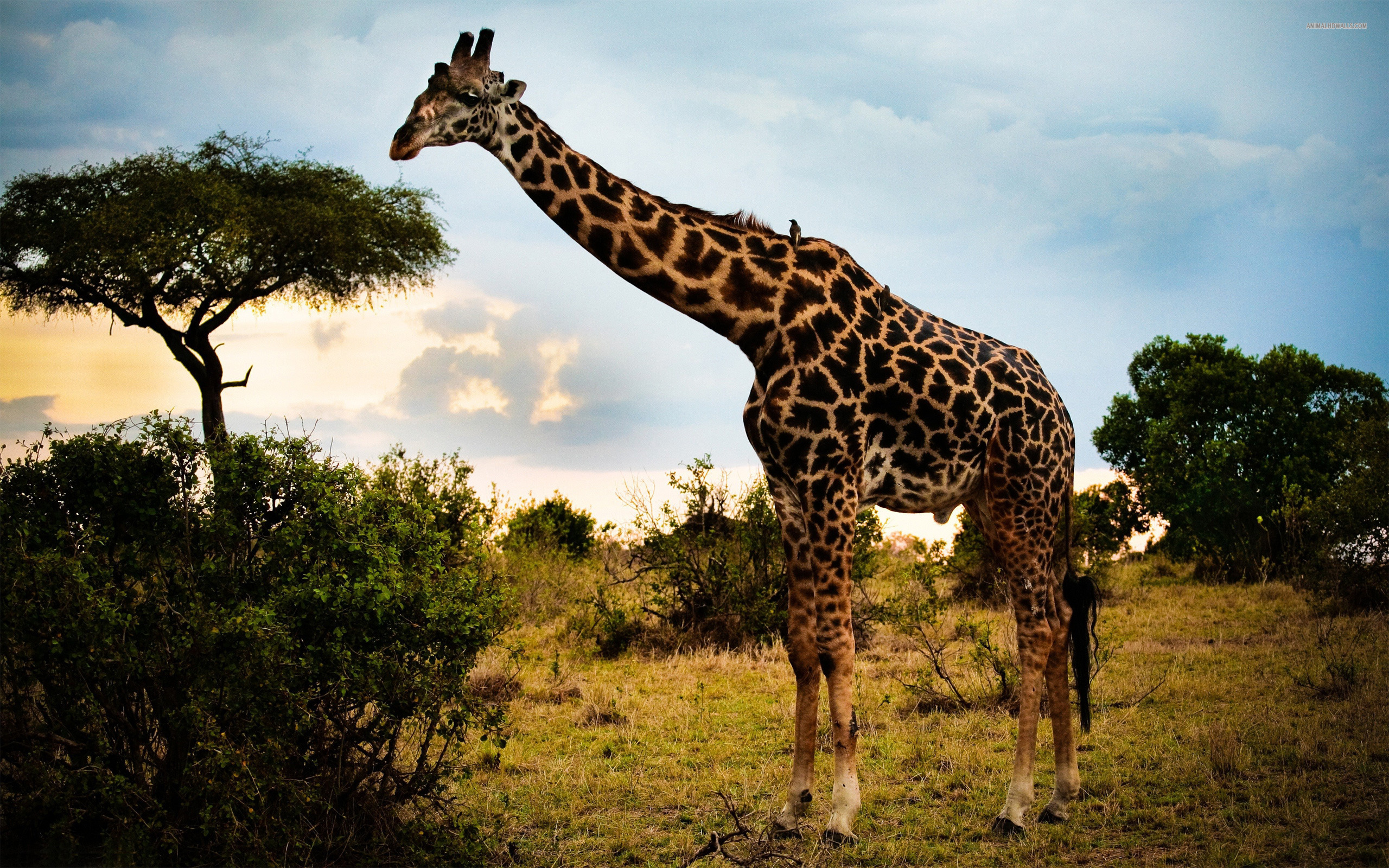 Giraffe HD Wallpapers