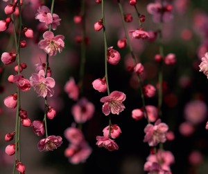 Pink Flowers Wallpapers