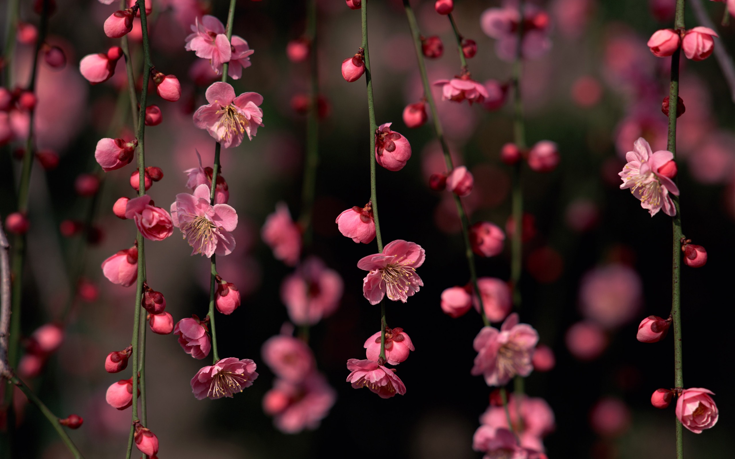 Pink Flowers Wallpapers