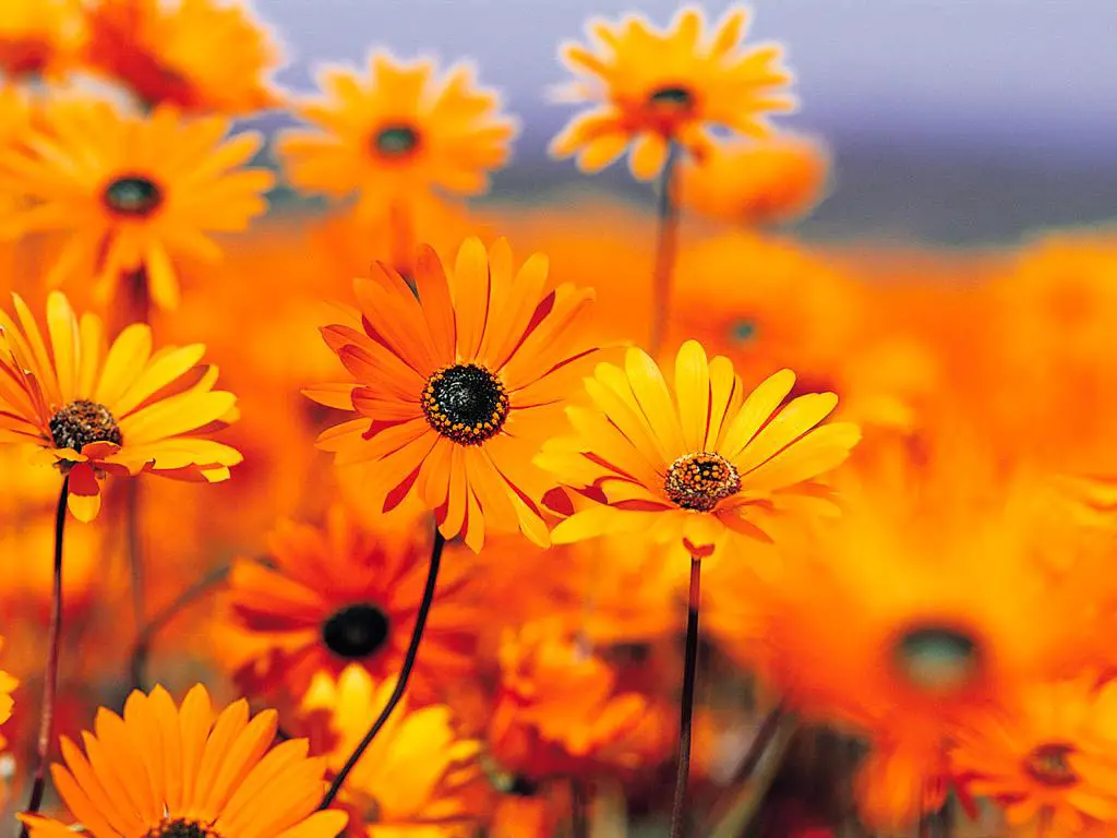 Orange Flowers Wallpapers