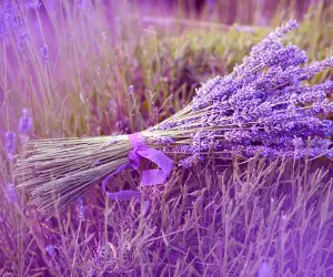 Lavender Flowers Wallpapers