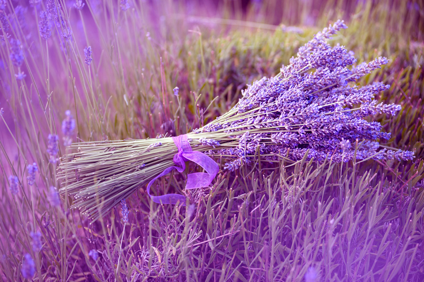 Lavender Flowers Wallpapers