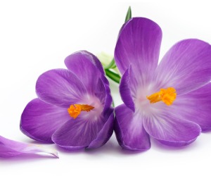 Purple Flowers Wallpapers