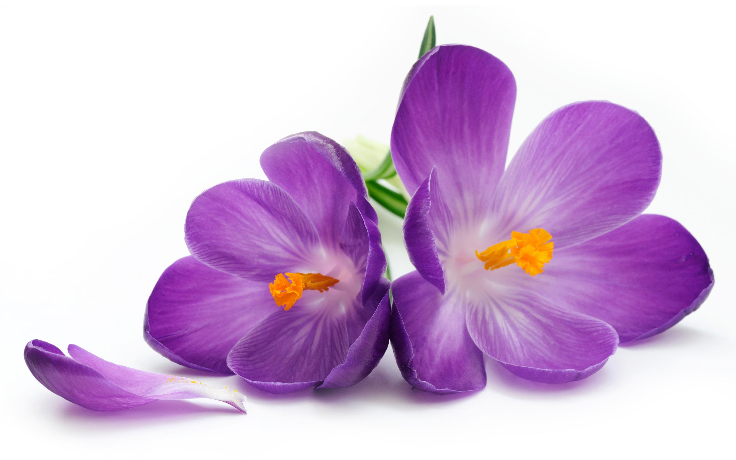 Purple Flowers Wallpapers – Page 13587 – Movie HD Wallpapers