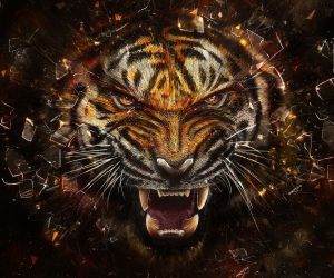 Tiger Wallpapers