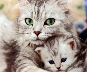 Kitten Wallpapers