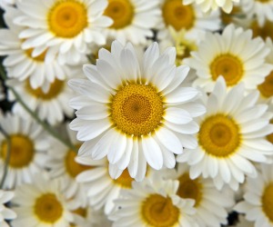 White Flowers Wallpapers
