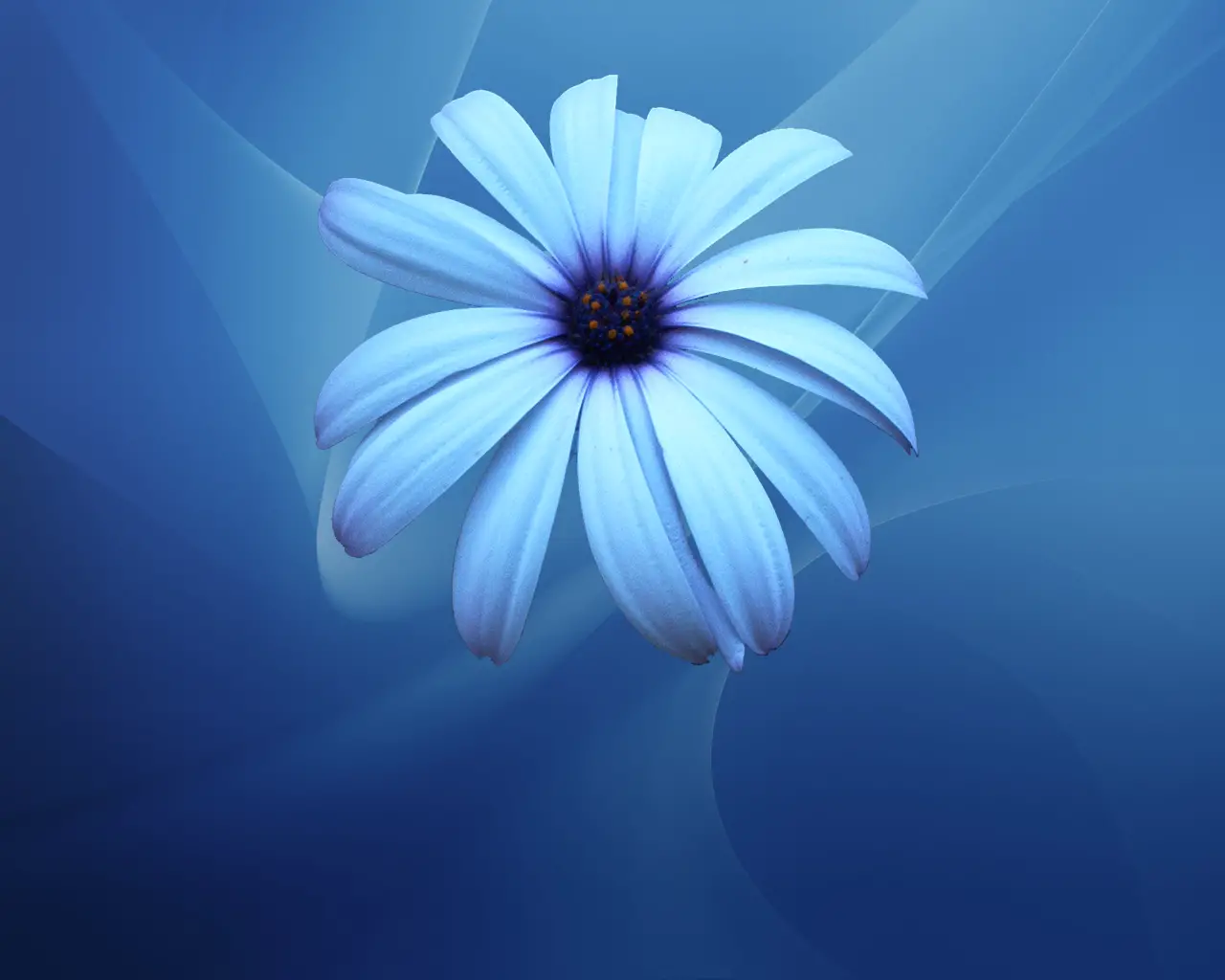 Blue Flowers Wallpapers