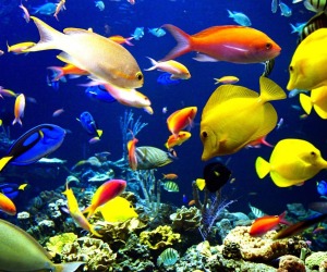 Fish HD Wallpapers