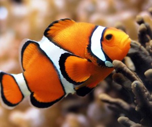 Fish HD Wallpapers