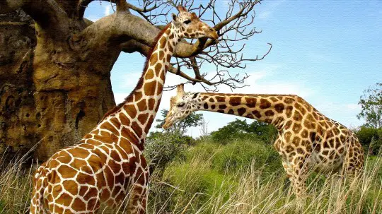 Giraffe HD Wallpapers