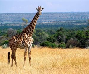 Giraffe HD Wallpapers