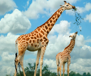 Giraffe HD Wallpapers