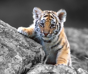 Tiger Wallpapers