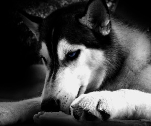 Husky HD Wallpapers