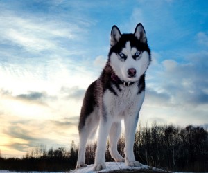 Husky HD Wallpapers