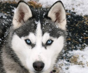 Husky HD Wallpapers