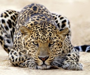 Leopard Wallpapers