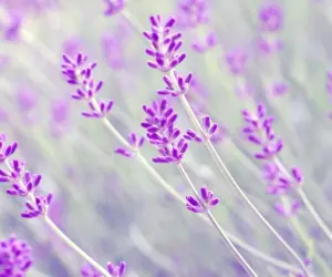 Lavender Flowers Wallpapers