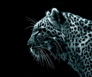 Leopard Wallpapers