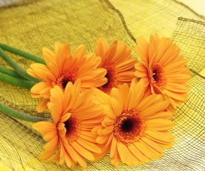 Orange Flowers Wallpapers