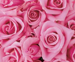 Pink Flowers Wallpapers