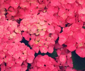 Pink Flowers Wallpapers