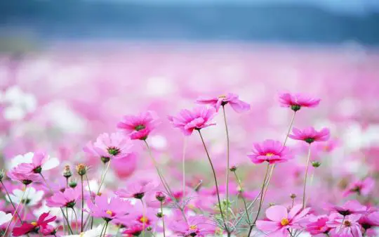 Flower Meadow Wallpapers