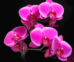 Pink Flowers Wallpapers