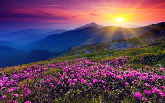 Flower Meadow Wallpapers