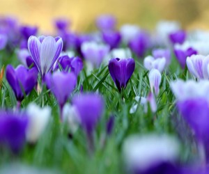 Purple Flowers Wallpapers