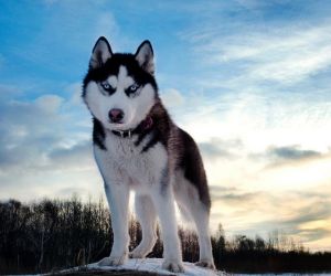 Husky HD Wallpapers