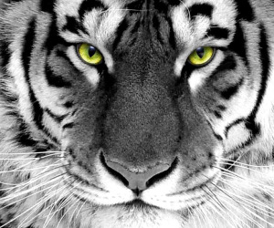 Tiger Wallpapers