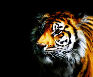 Tiger Wallpapers