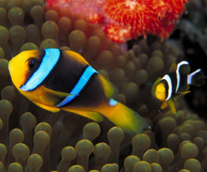 Fish HD Wallpapers