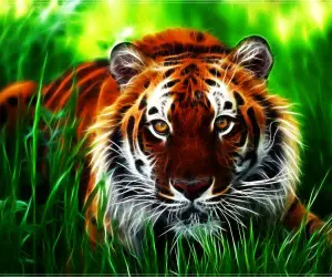 Tiger Wallpapers