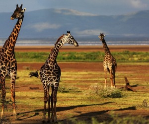 Giraffe HD Wallpapers