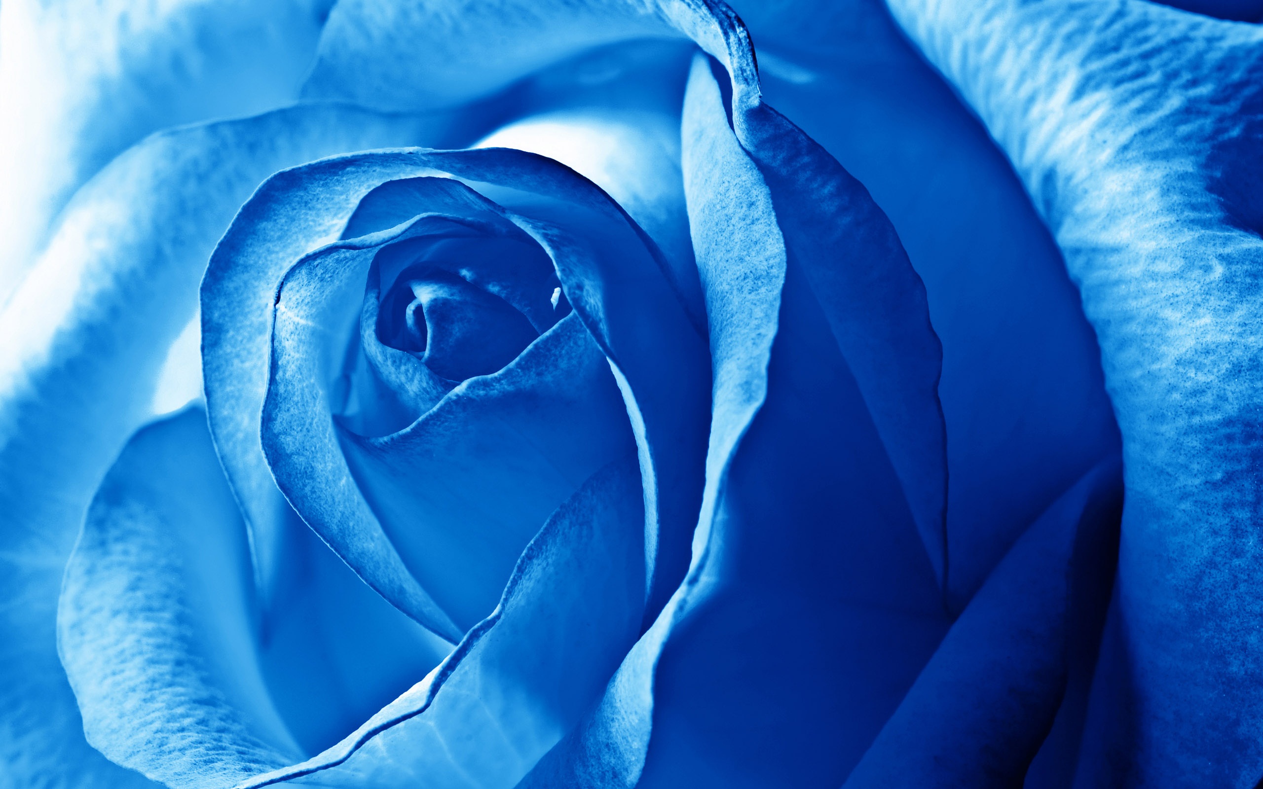 Blue Flowers Wallpapers