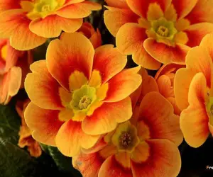 Orange Flowers Wallpapers